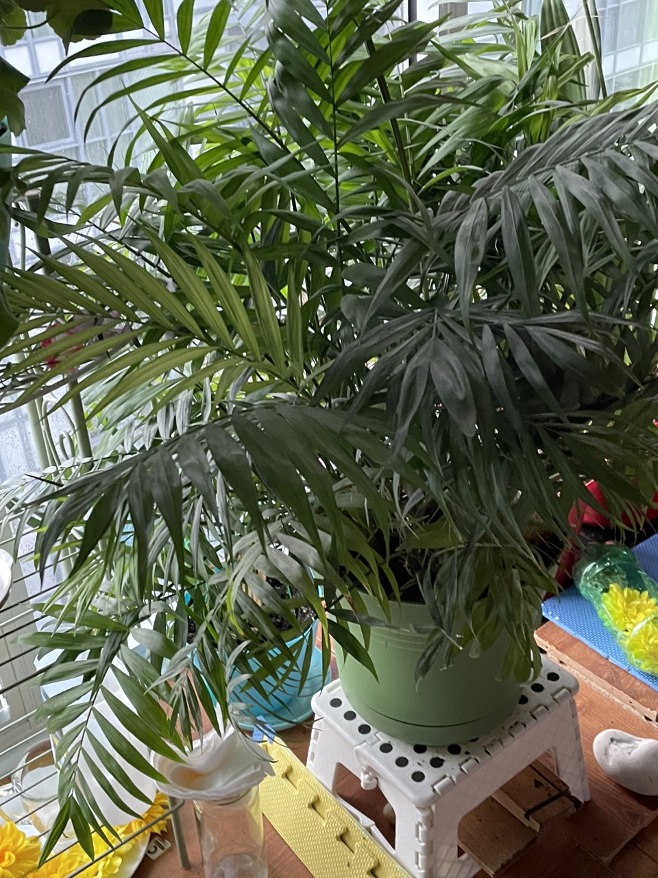 Large Indoor Palm Tree - photo 2