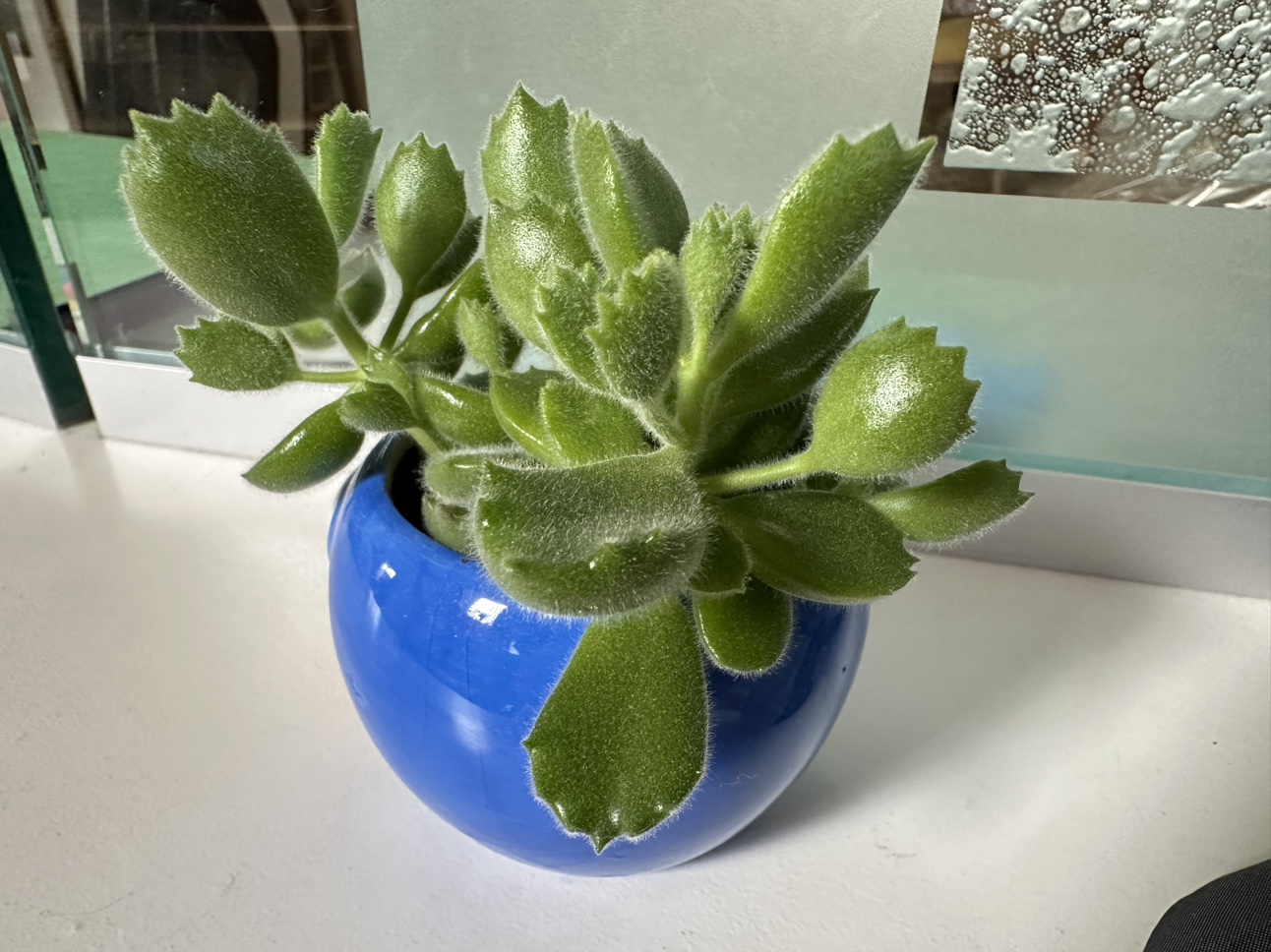 Bear paw succulent - photo 2