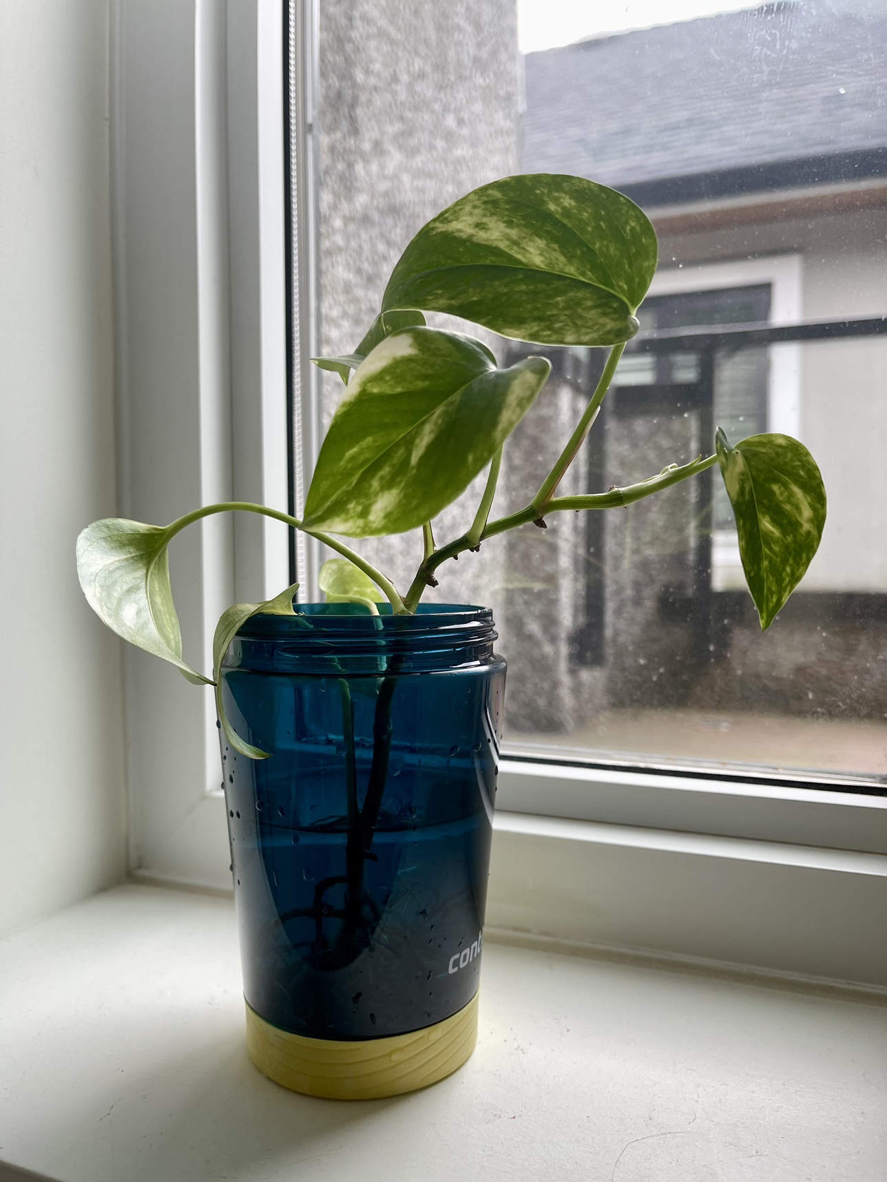 Pothos plant# freecycle thumbnail
