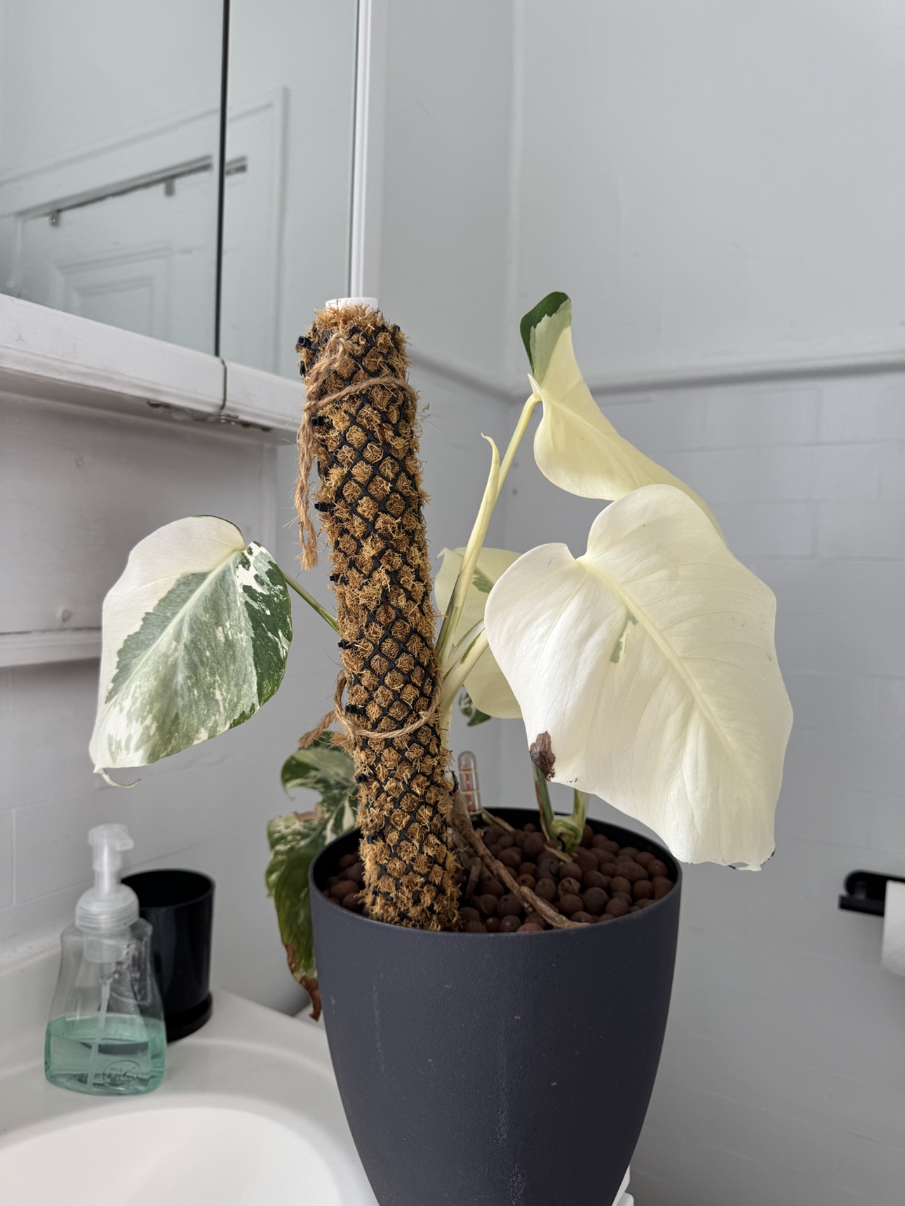 Large white Monstera Albo. Two in one pot - photo 4