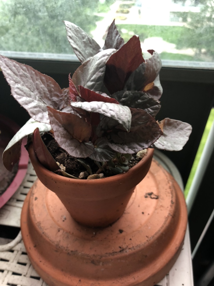Begonia Plant in 3” terracotta pot 3 for $10 thumbnail