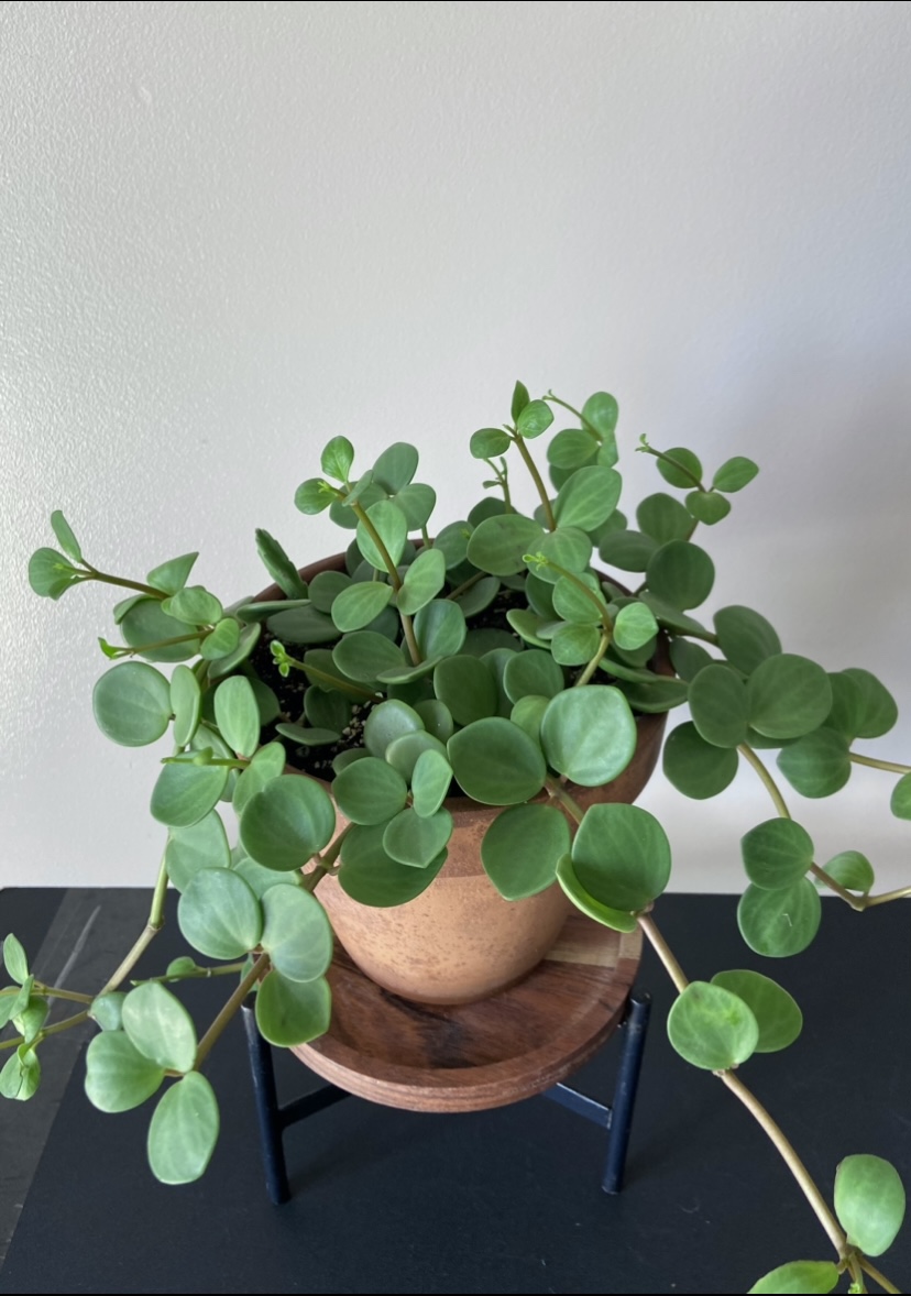 Peperomia Hope