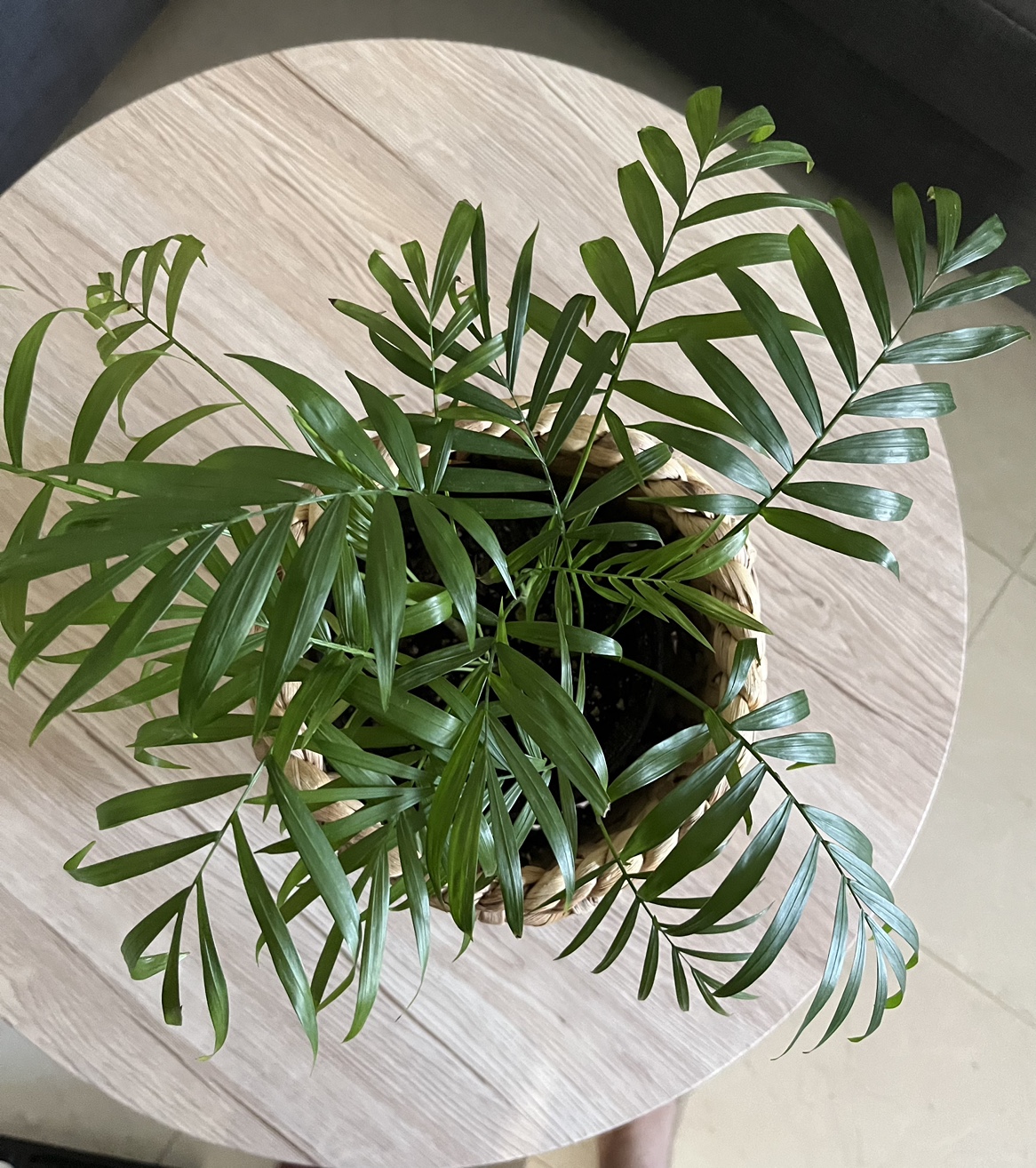 Indoor Palm Plant and Pot