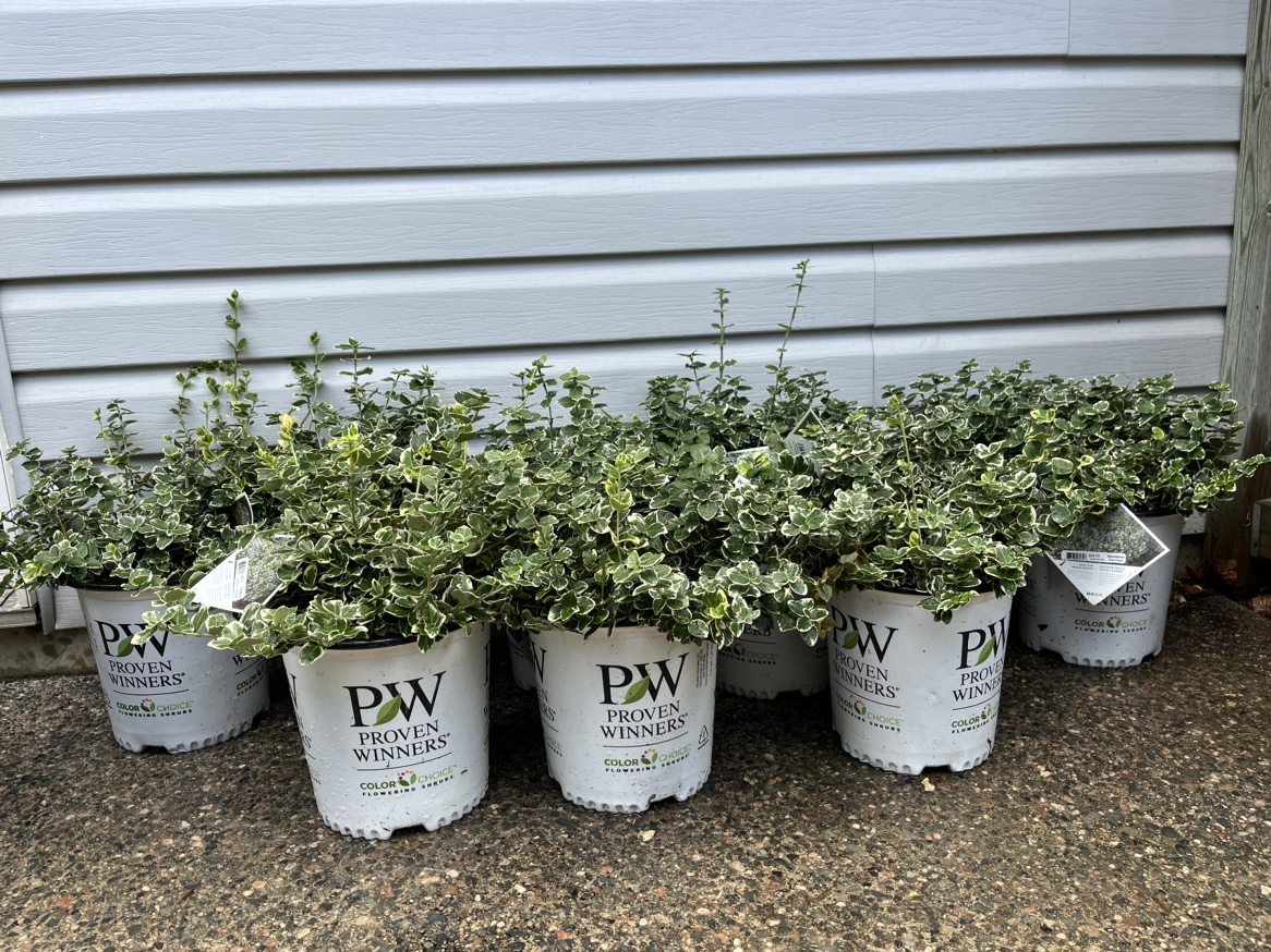 9 (nine) proven winners white album euonymus