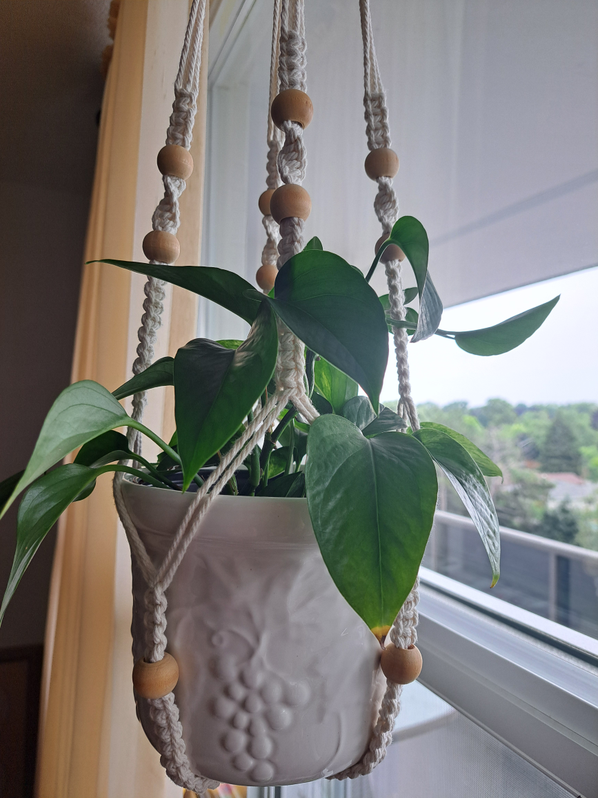 Marble Queen Pothos - photo 4