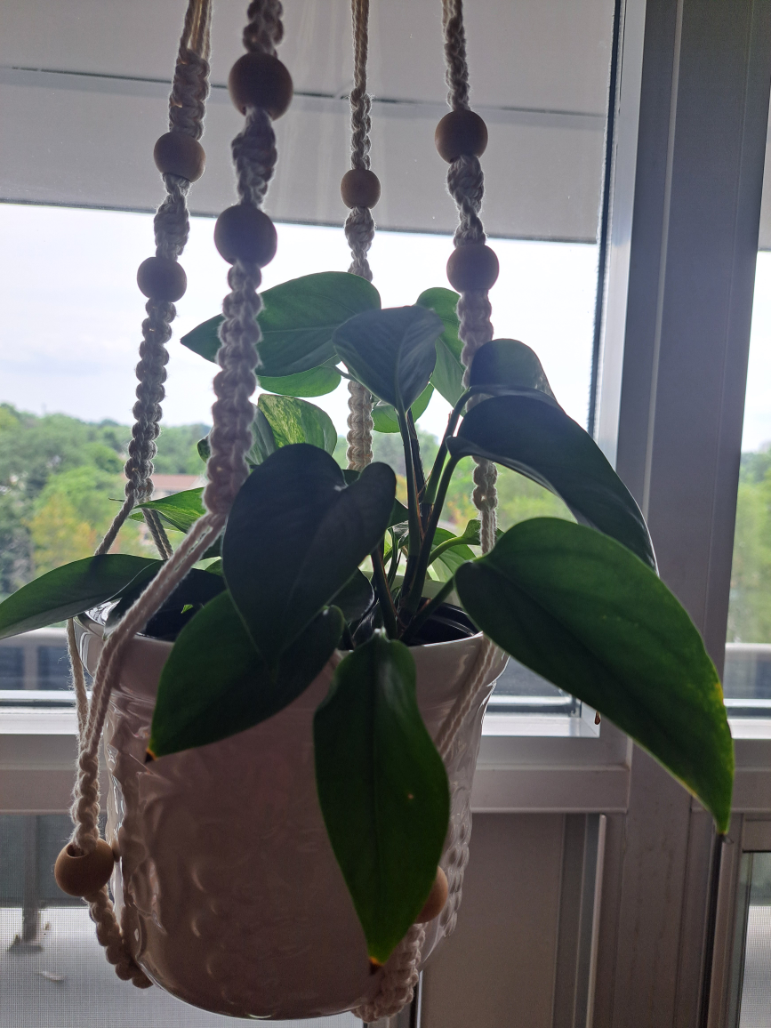 Marble Queen Pothos - photo 5
