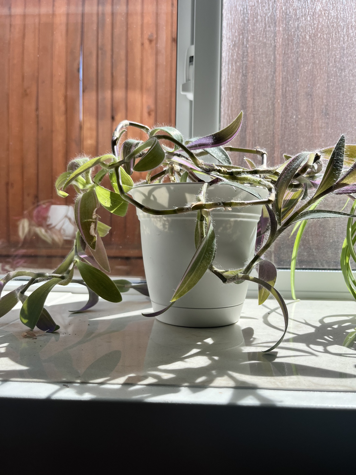 Several indoor Plants for Sale - photo 5