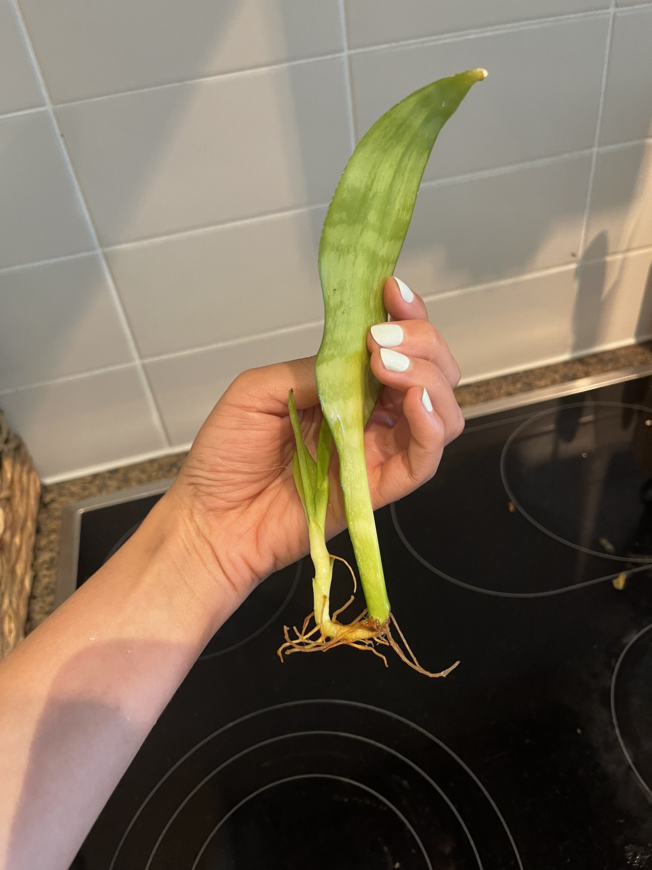 Snake plant cutting with pup image indicator(4)