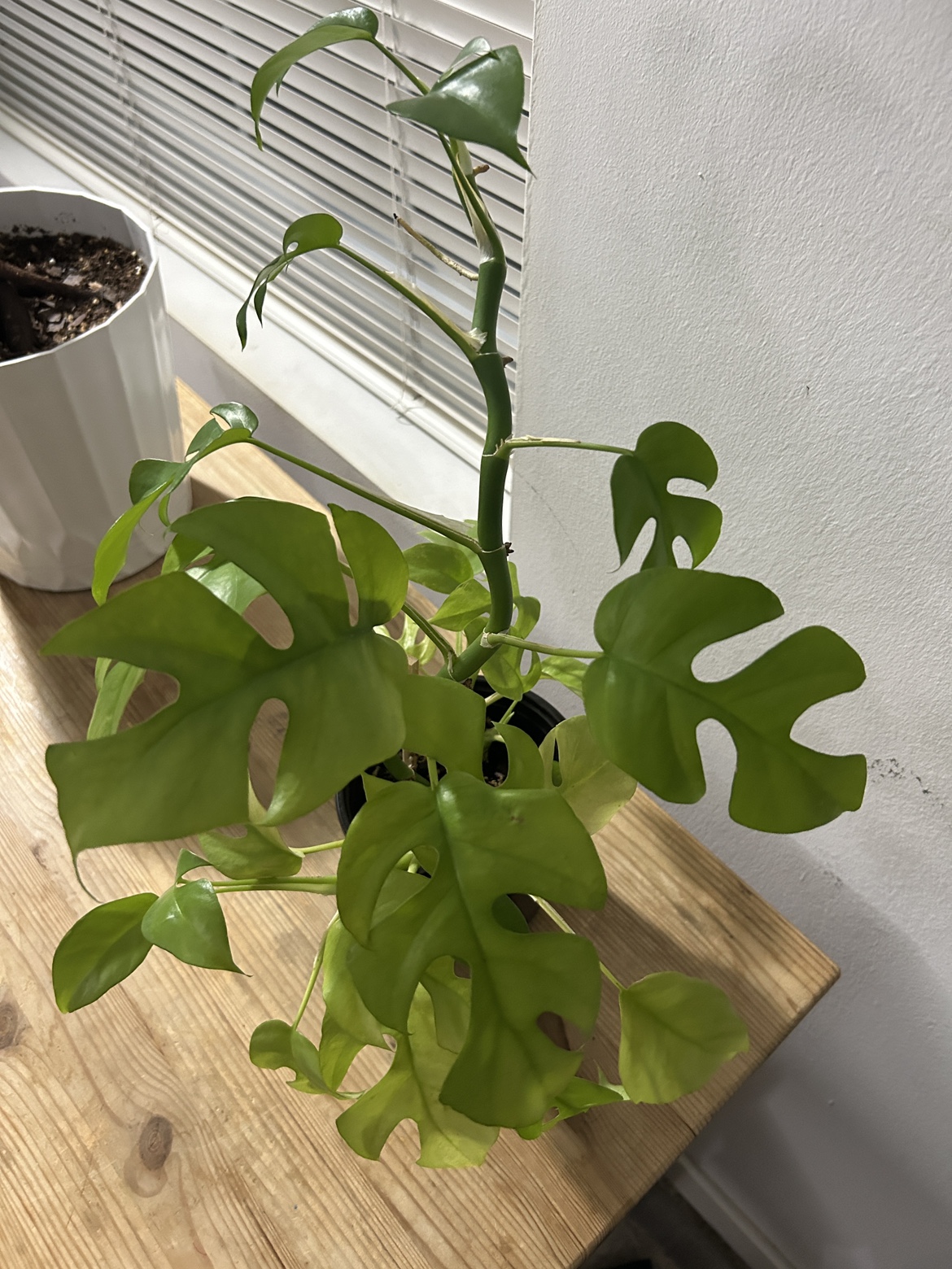 Rhaphidophora Tetrasperma (mini monstera)