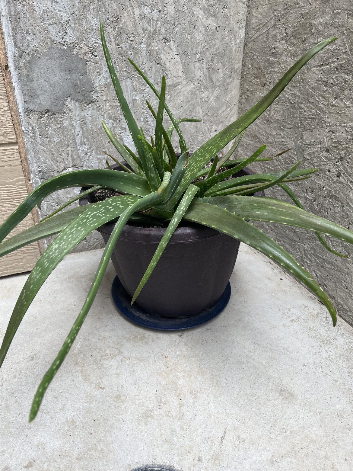 Aloe Vera Plant