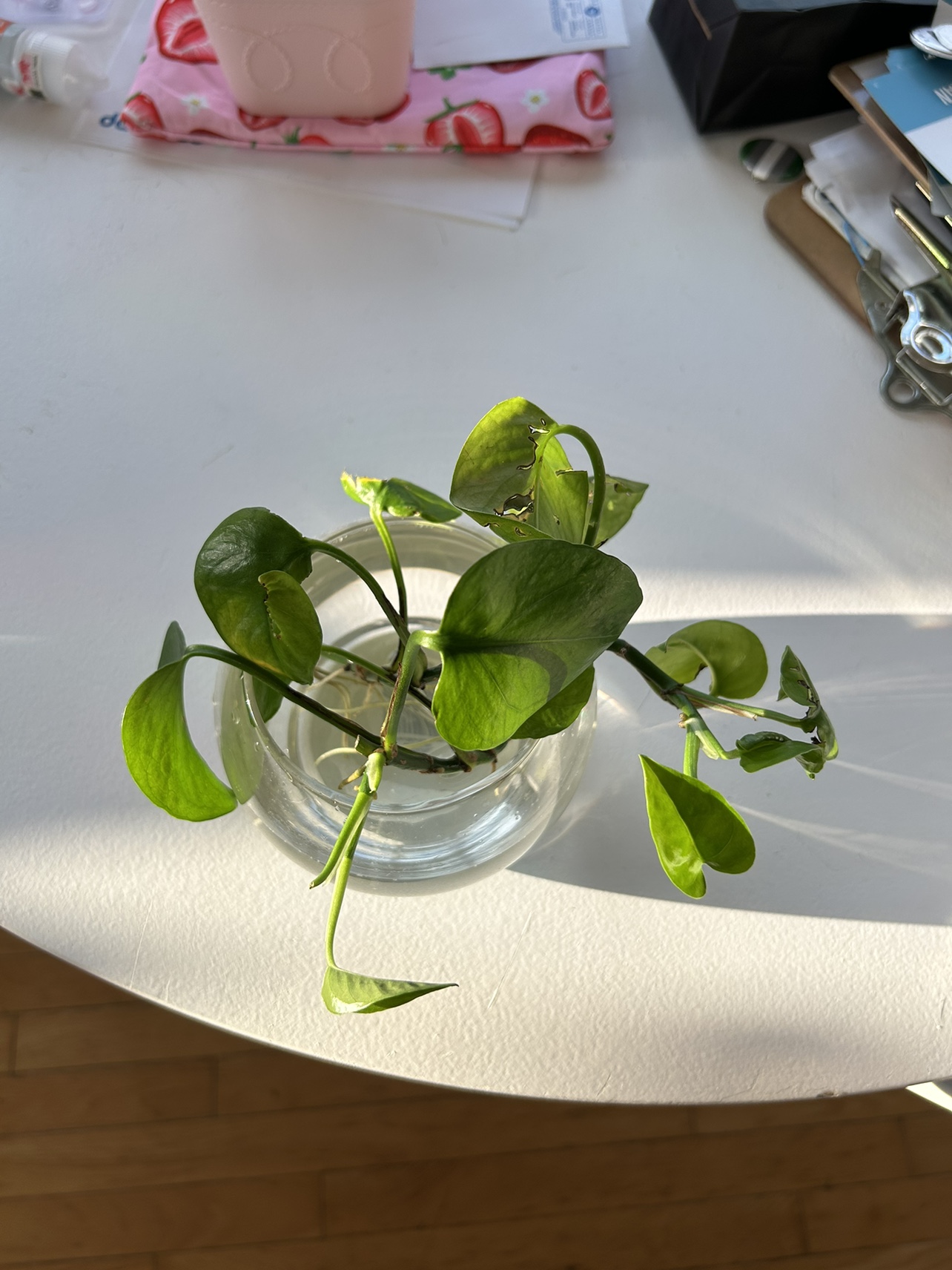 🌱rooted jade pothos clippings with jar thumbnail