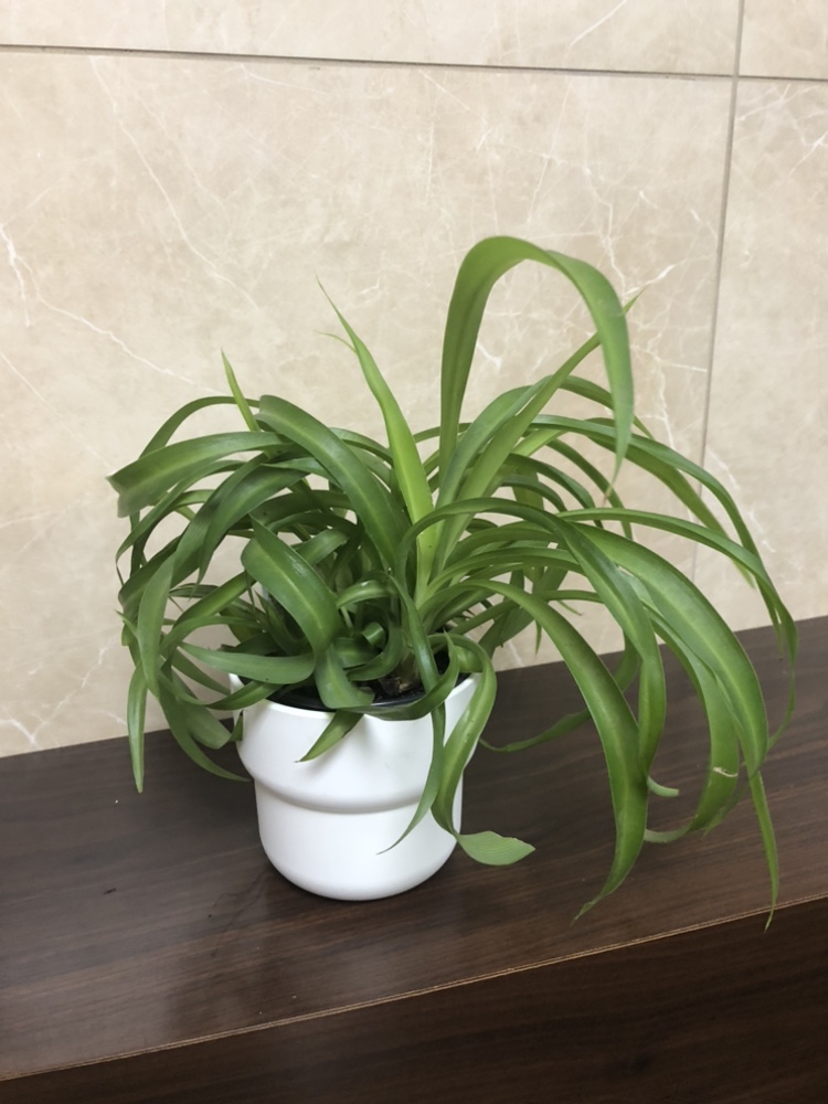 Curly spider plant $5 add cover pot $8 thumbnail