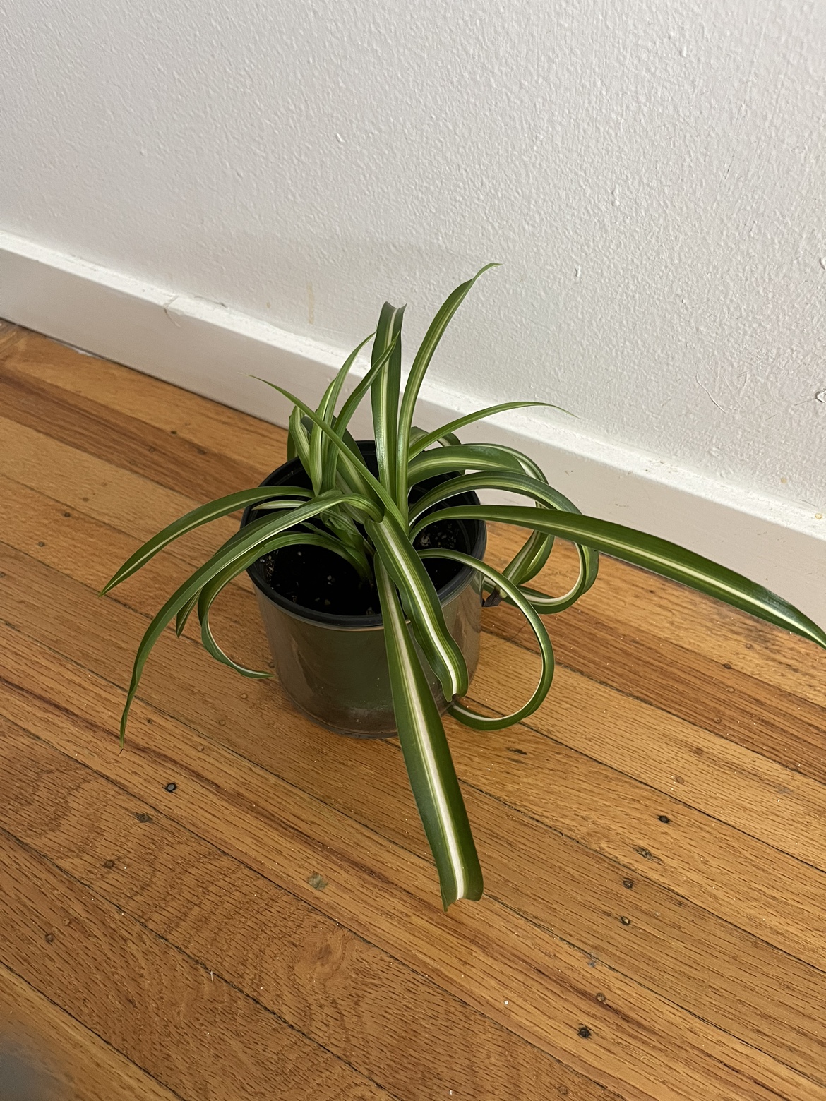 Spiral 🌀 spider plant C ⚽️ thumbnail