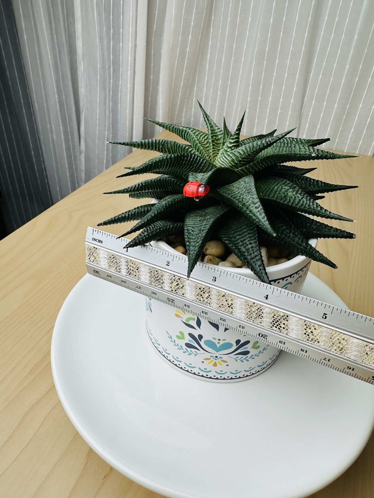 Succulent Plant image indicator(6)