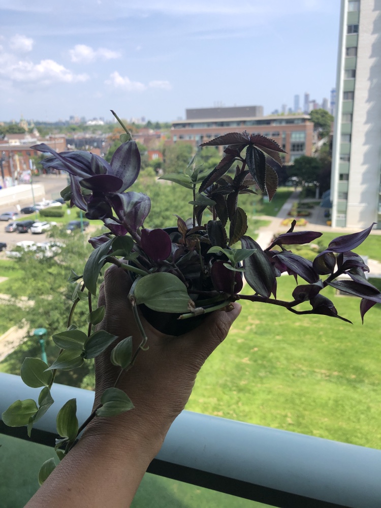 Wandering Jew Plant #freecycle thumbnail