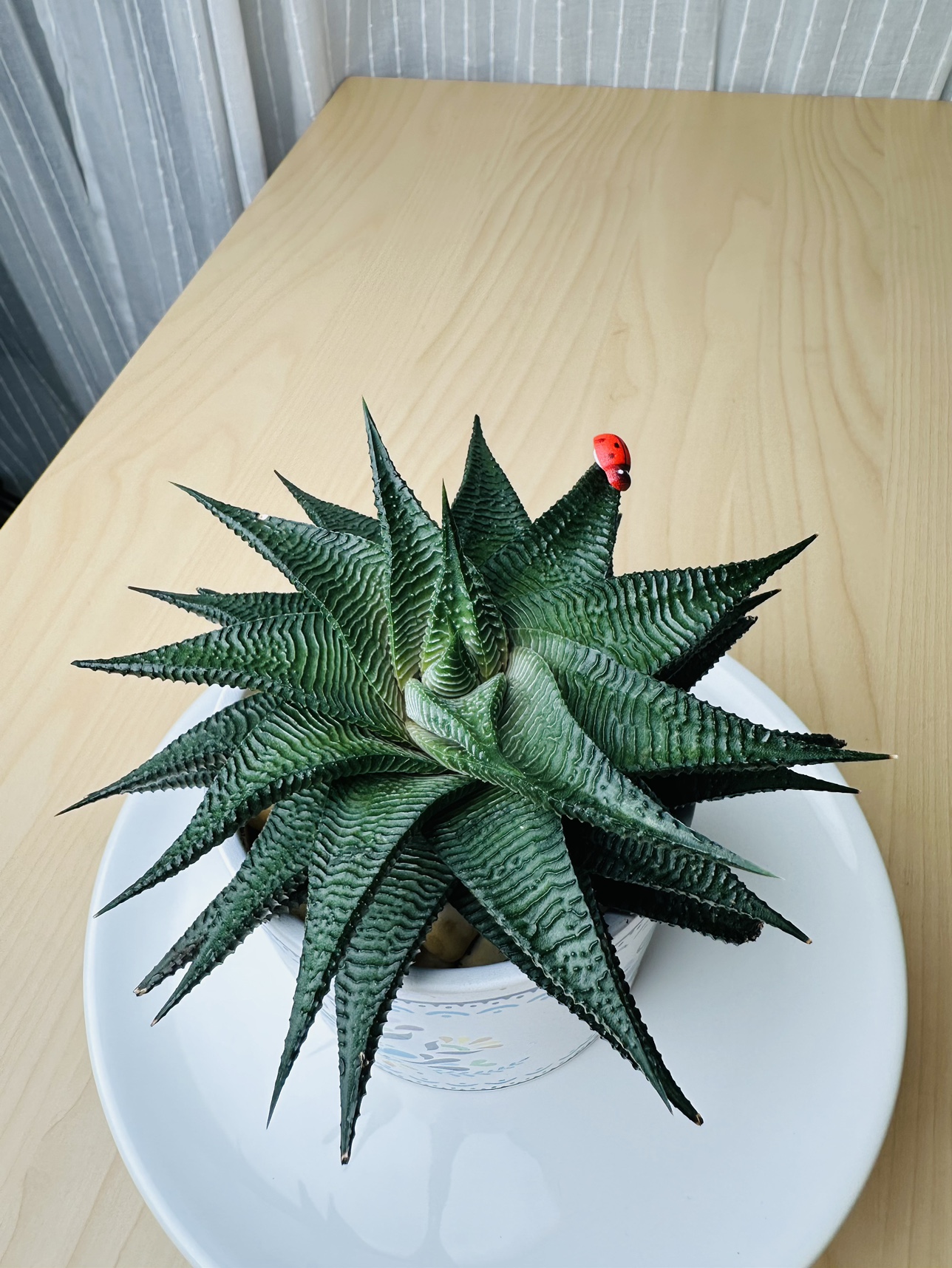 Succulent Plant image indicator(7)