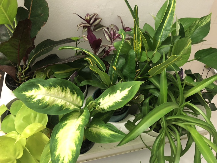 Assortment of houseplants 3 for $10 thumbnail