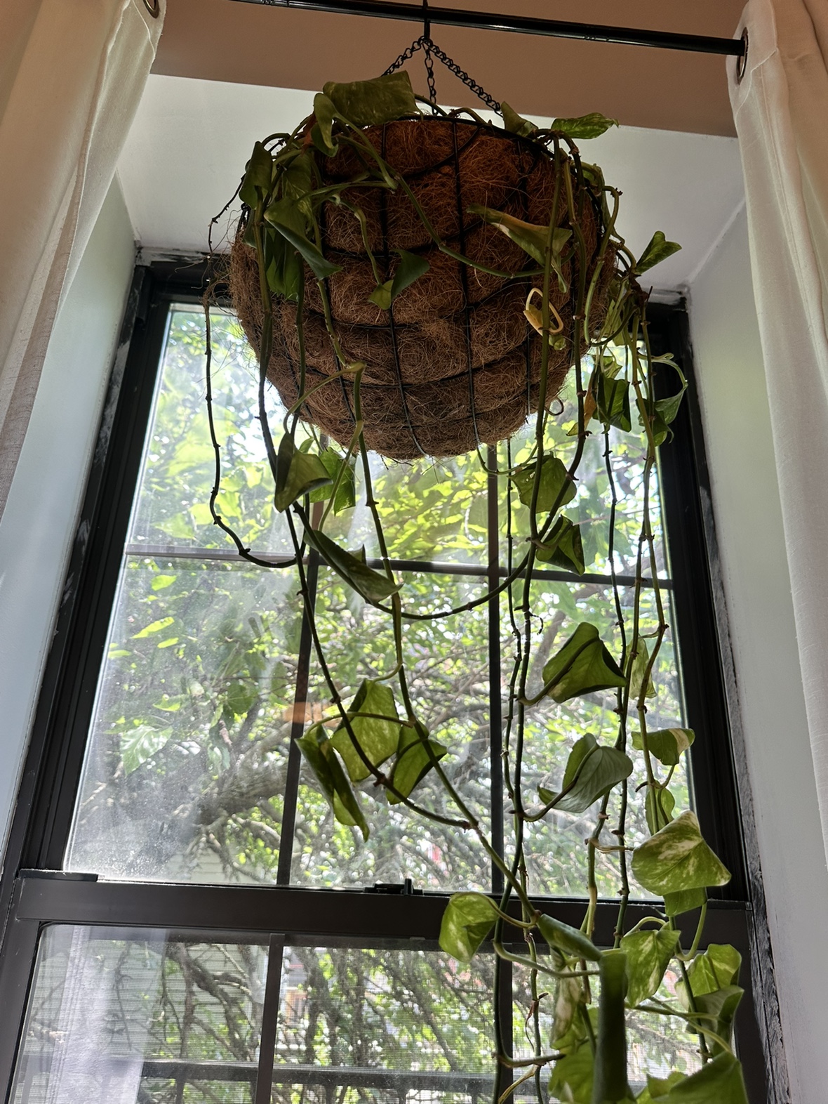 houseplants