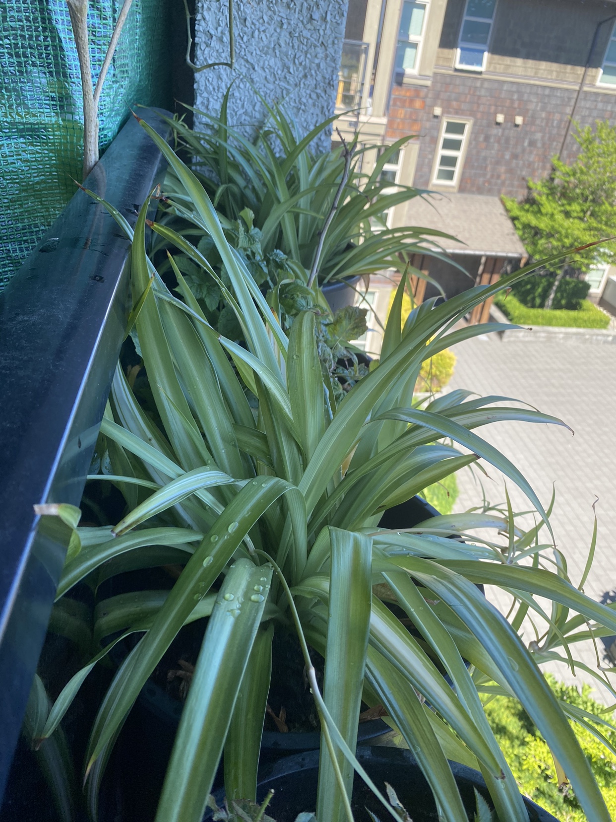 Plants for sale - photo 4