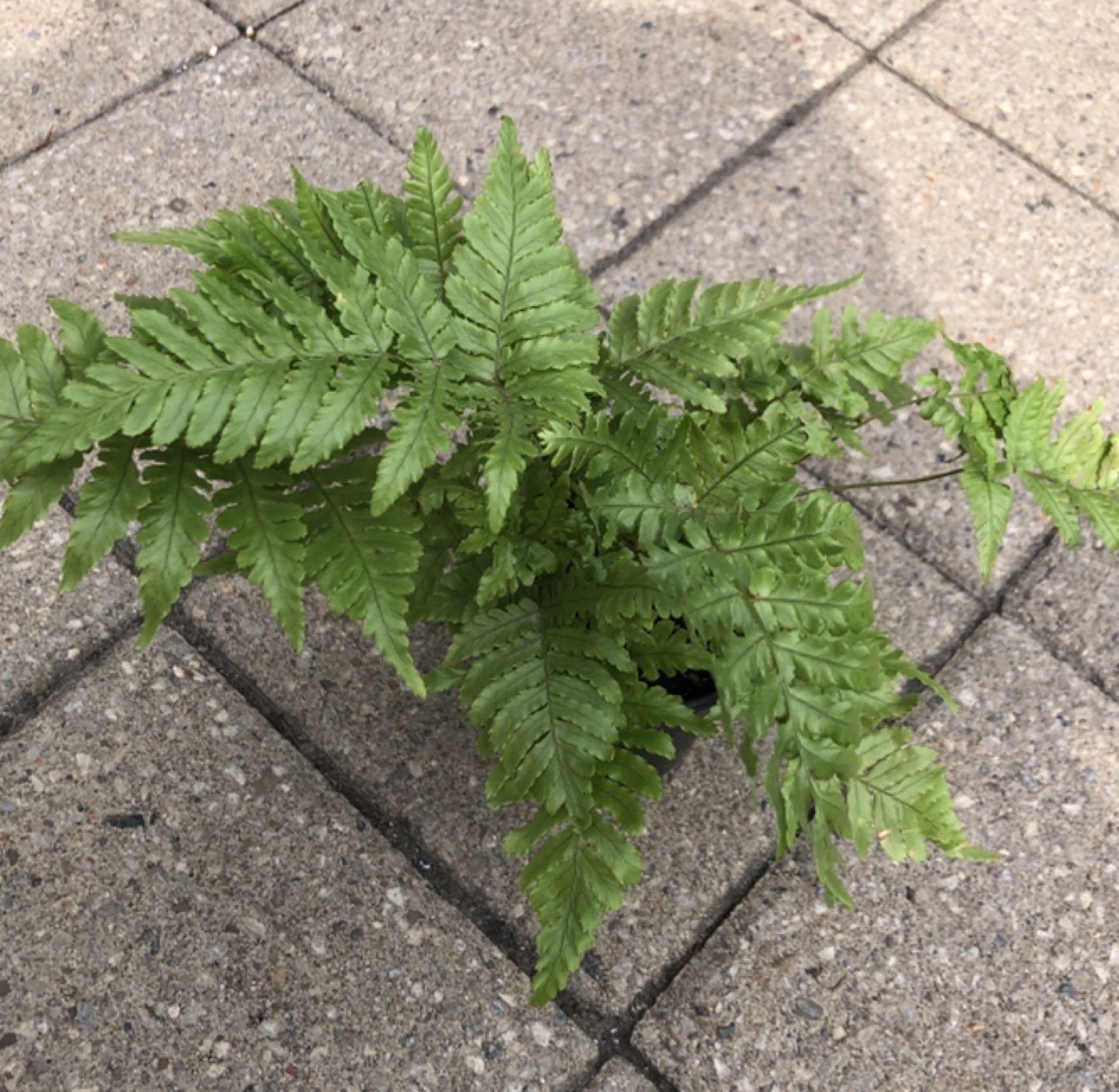3.5” fern thumbnail