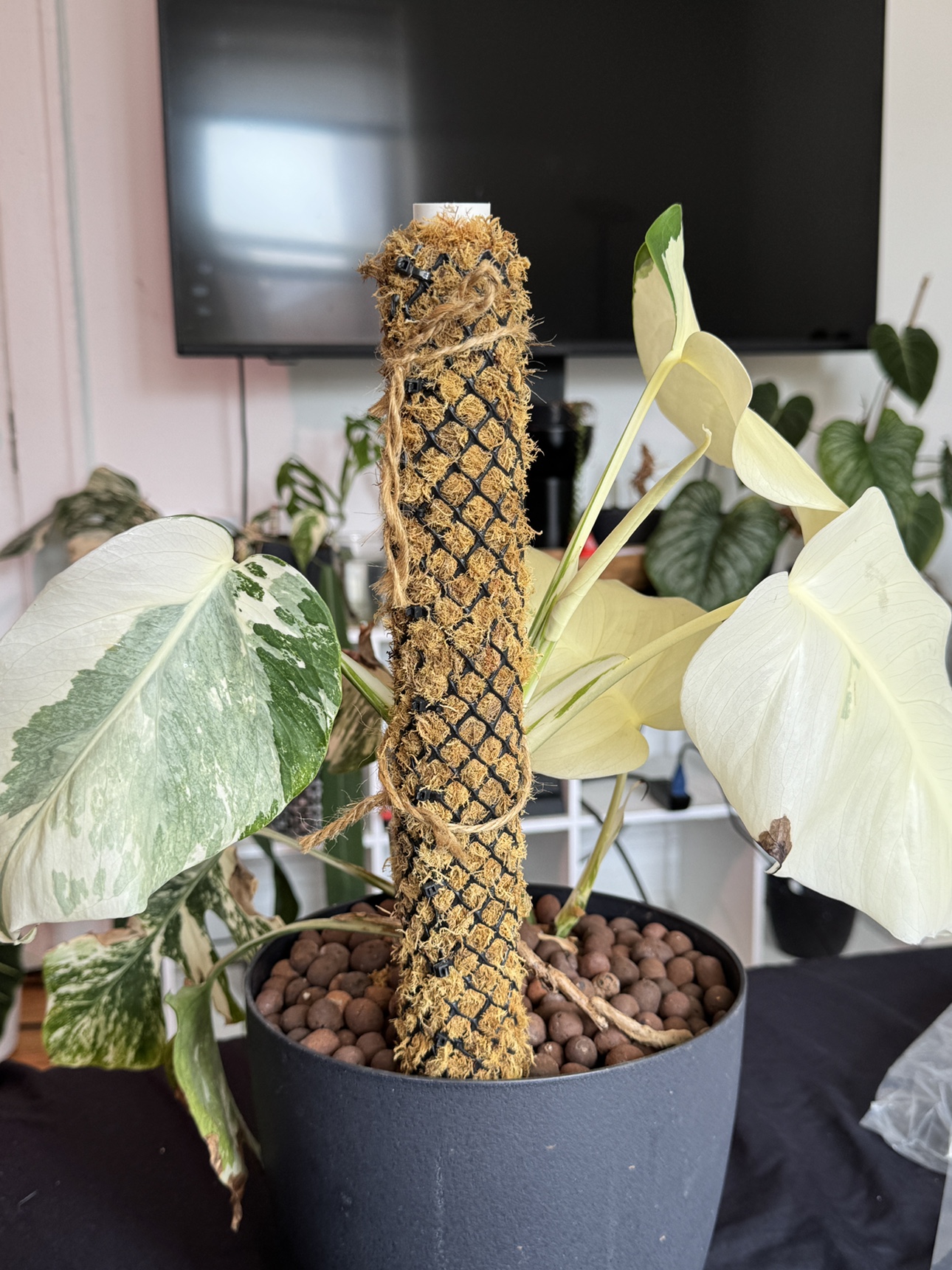 Large white Monstera Albo. Two in one pot