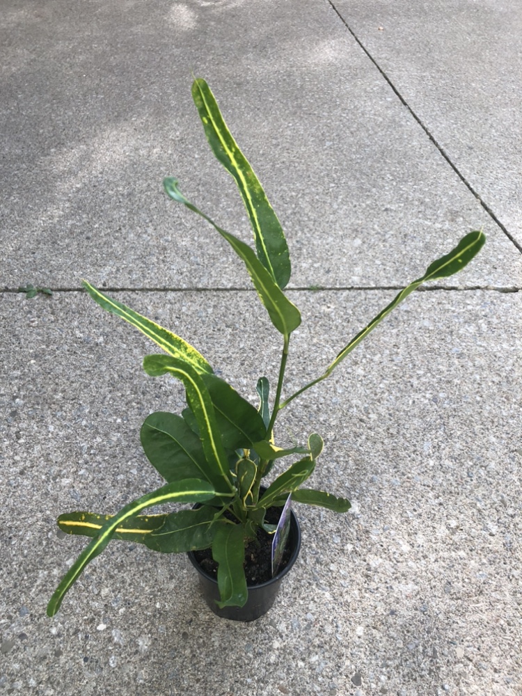 Croton $5 thumbnail
