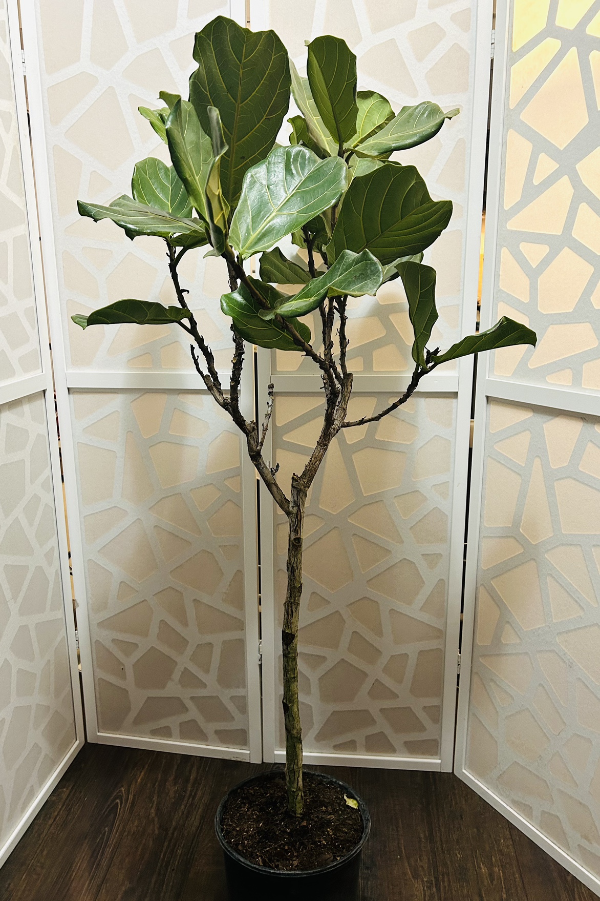 Fiddle Leaf Fig (nearly 5ft tall)