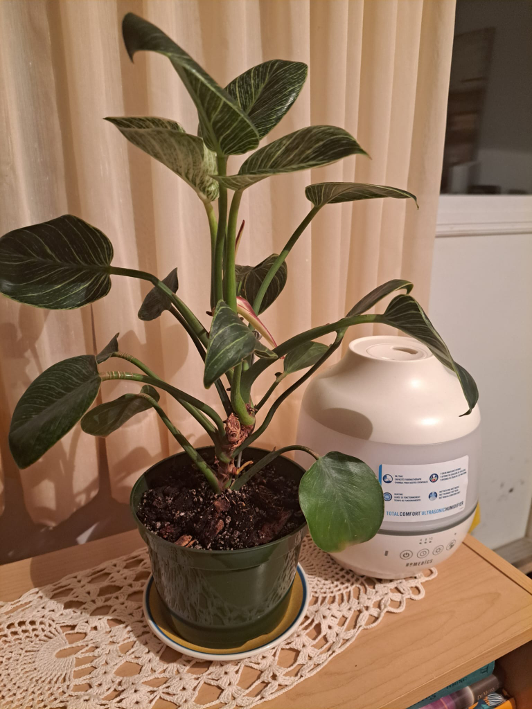 Philodendron Birkin - photo 3