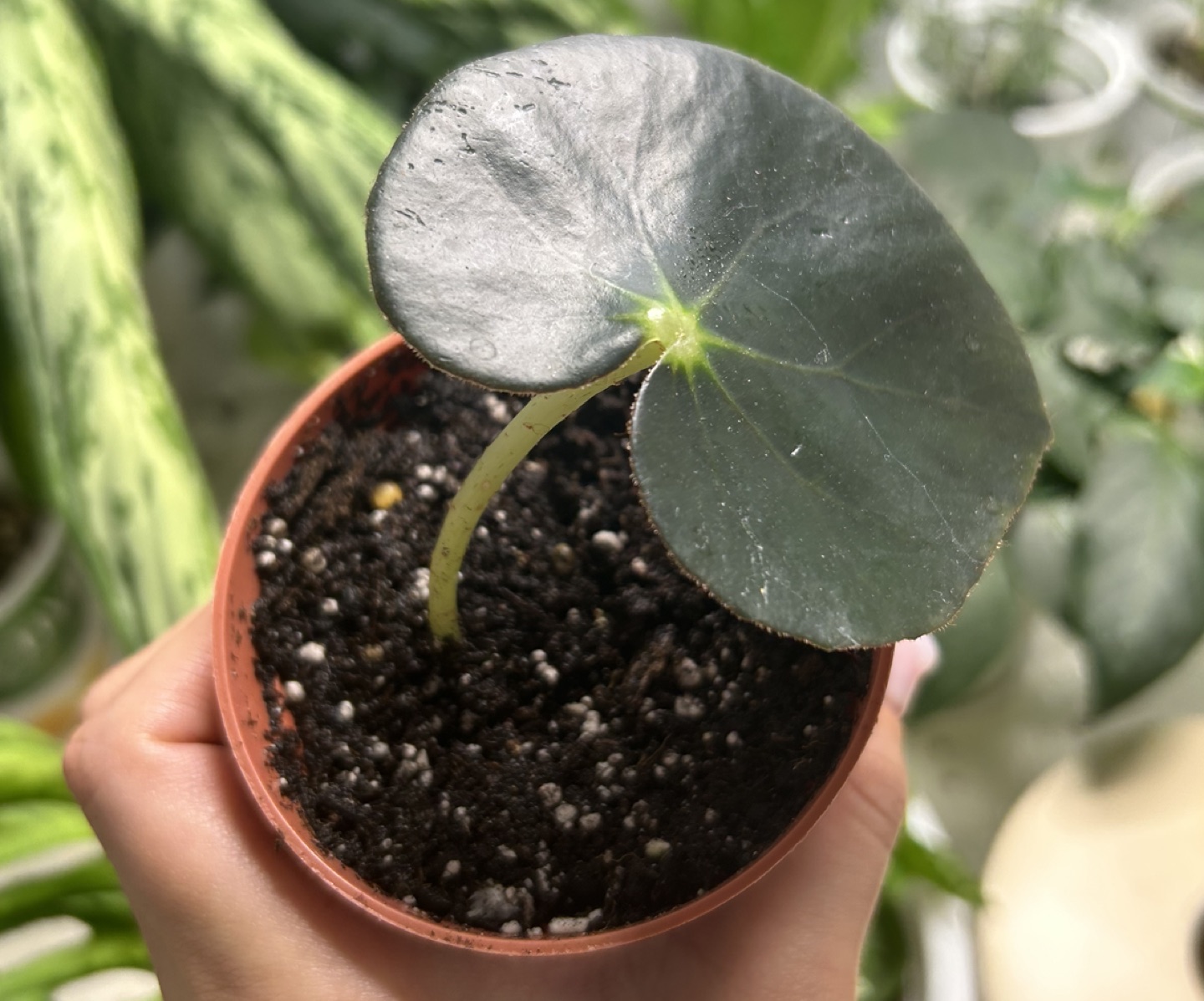 Healthy beefsteak begonia plant cutting image indicator(2)