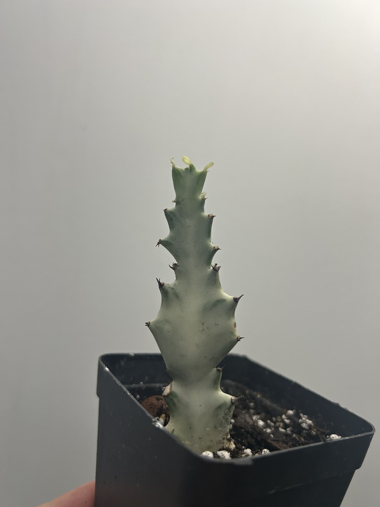 Rare Euphorbia lactea White Ghost