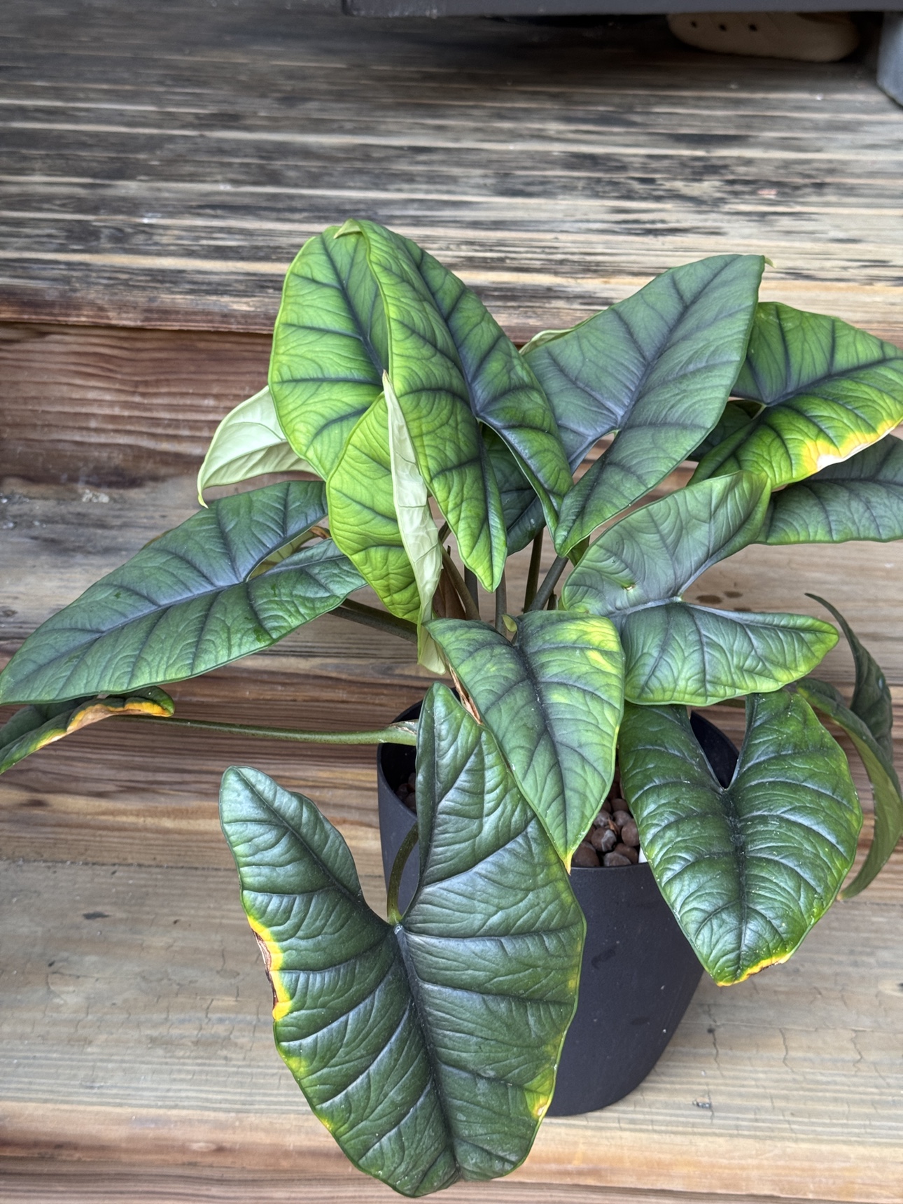 Large Jewel Alocasia - photo 3