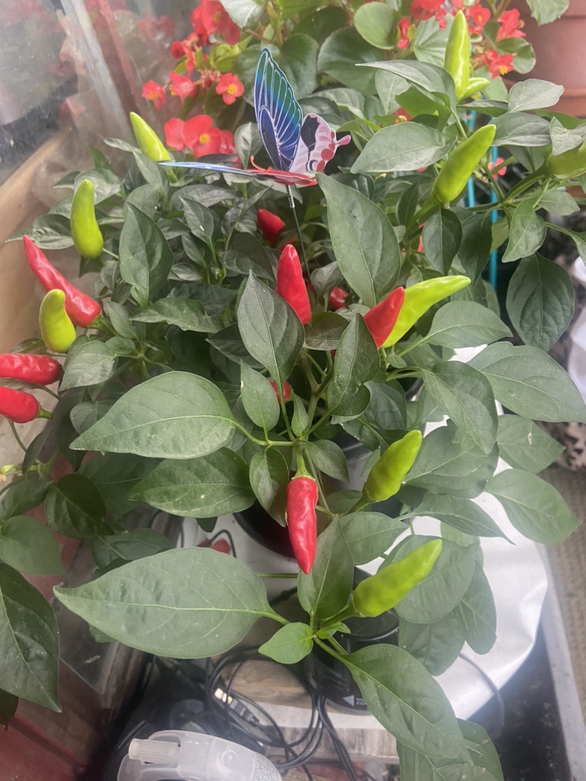 Pepper Plant. Indian firecracker