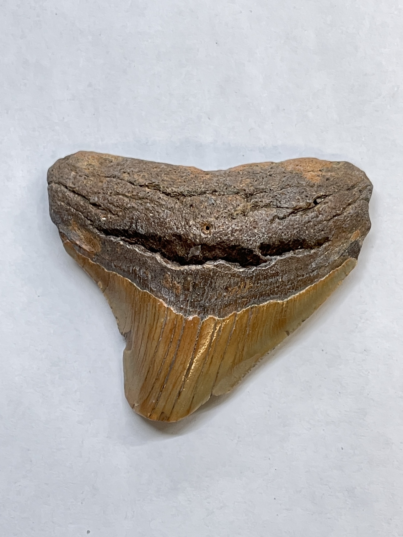 Megalodon Tooth Fossil thumbnail