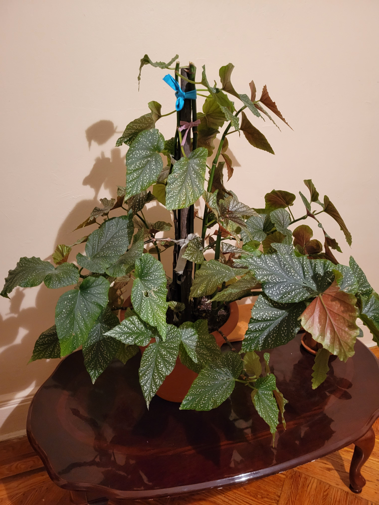 Begonia Plant real