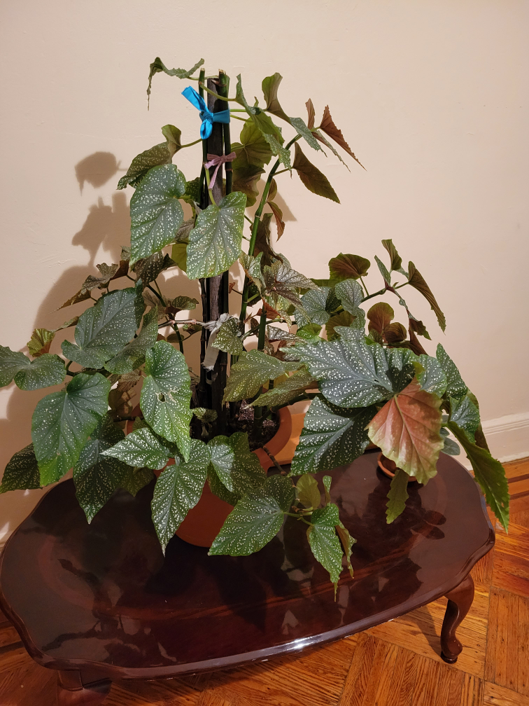 Begonia Plant real - photo 2