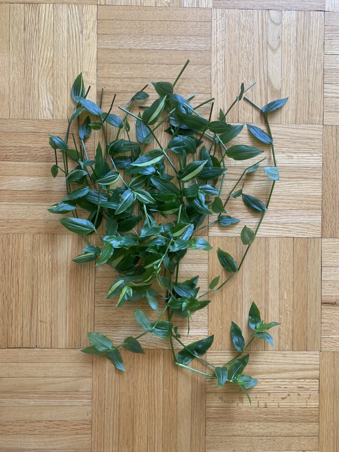 Spiderwort Inch Plant Cuttings thumbnail