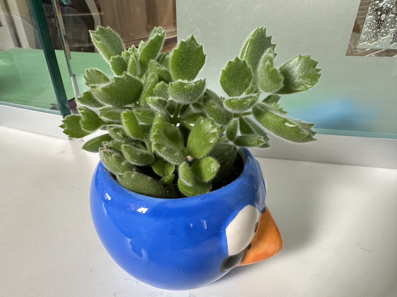 Bear paw succulent