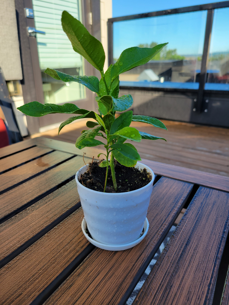 Lemon tree 5 inch tall thumbnail