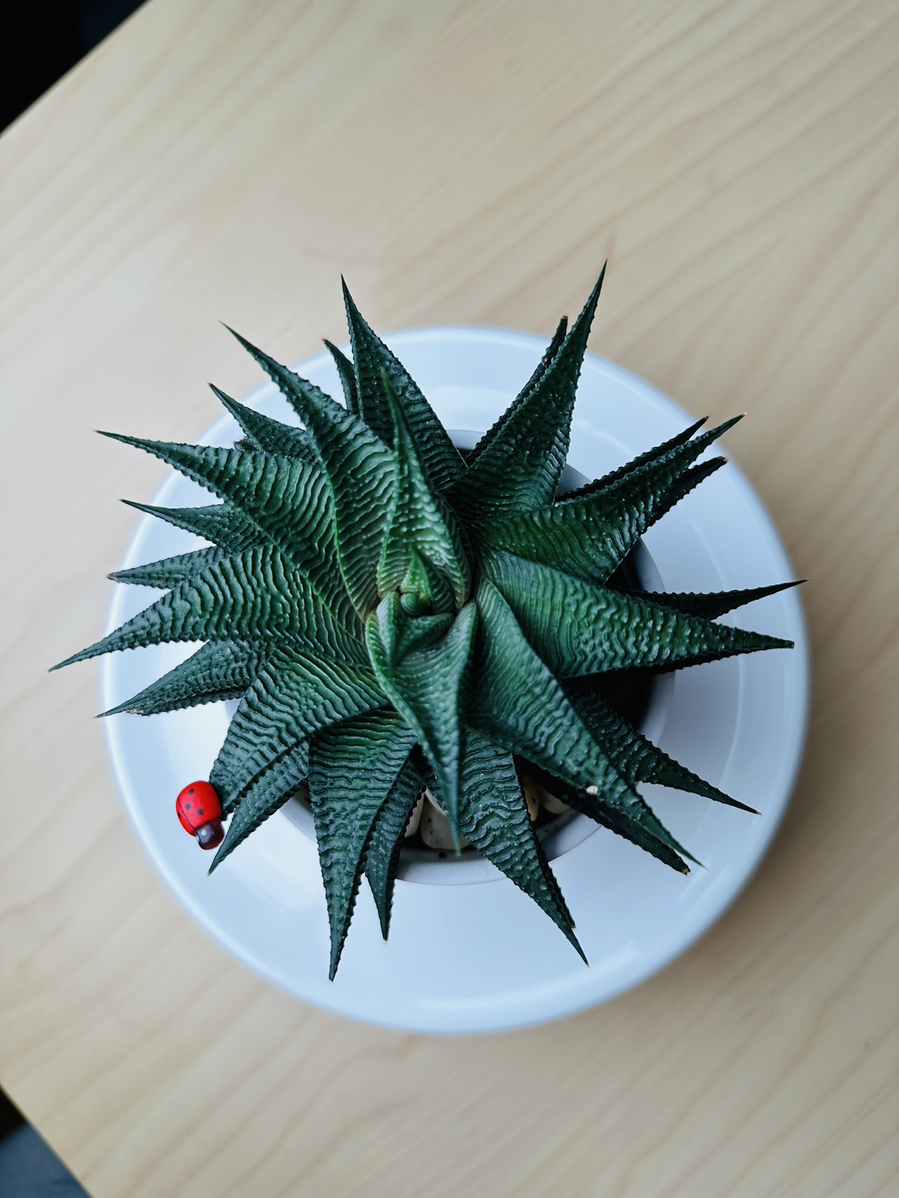 Succulent Plant image indicator(4)