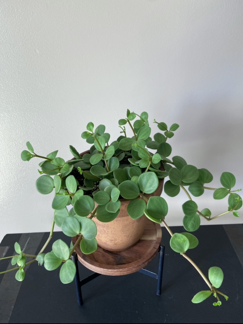 Peperomia Hope - photo 3