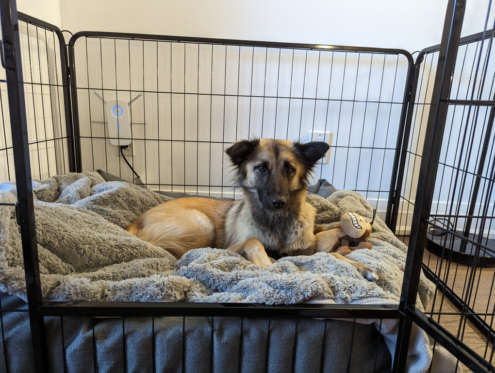Playpen: small dog or puppy - crate: lge or med-sized dog