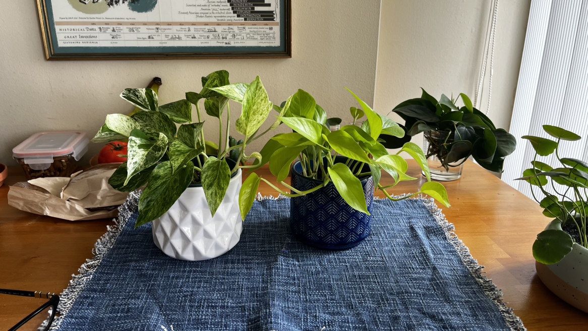 2 Pothos plants with pots included