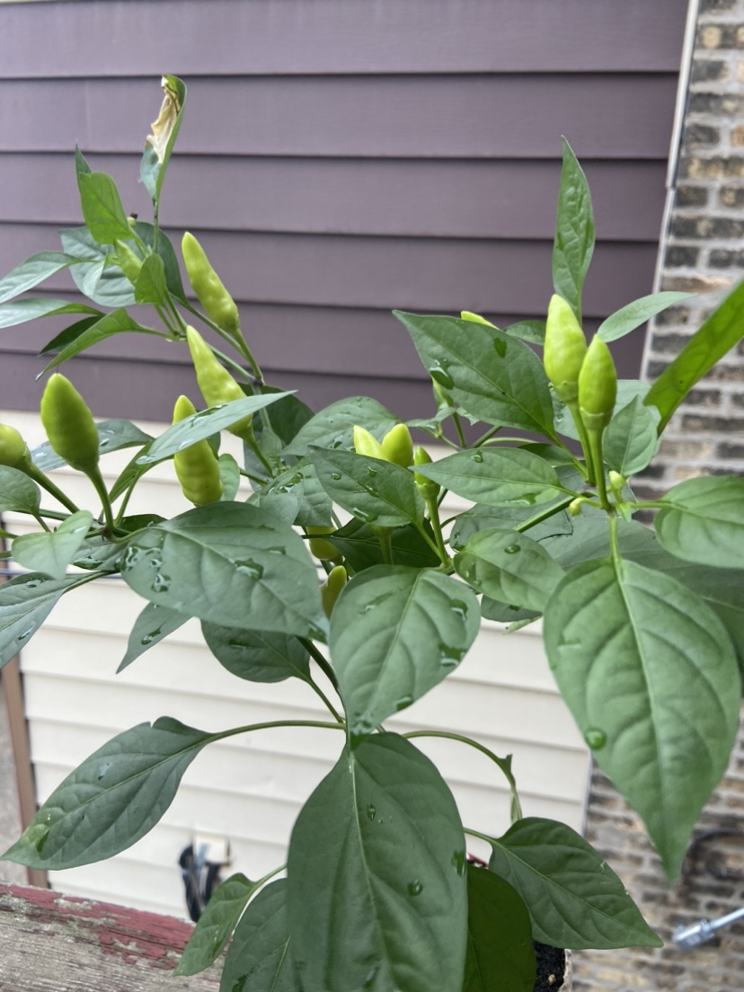Pepper Plant. Indian firecracker - photo 5
