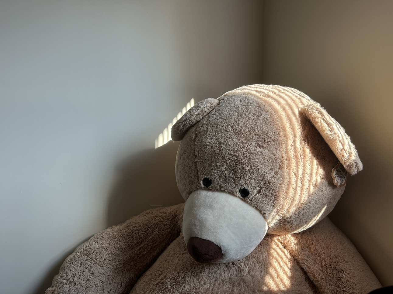 Costco Giant Bear - photo 4