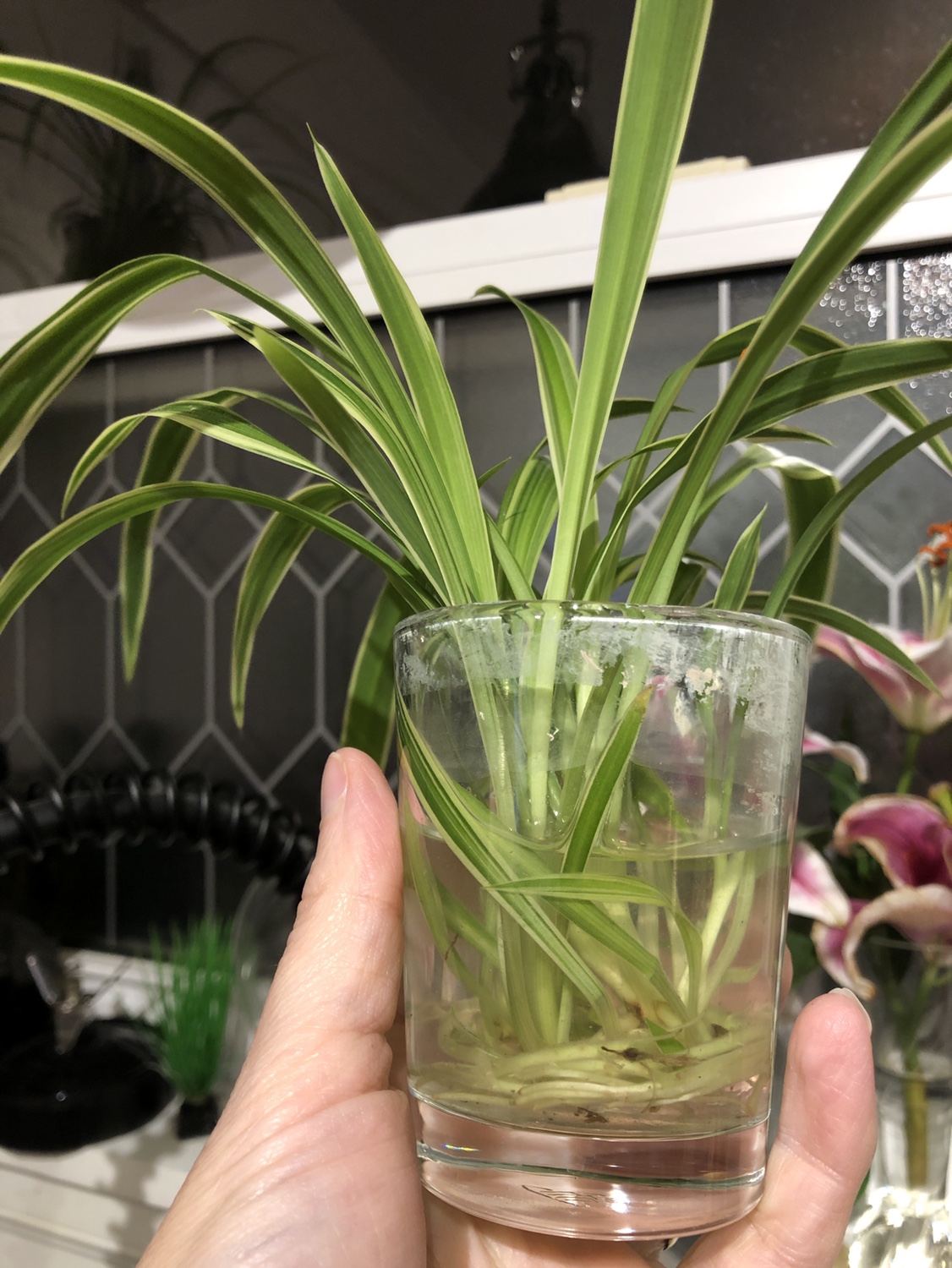 Spider plant baby plants