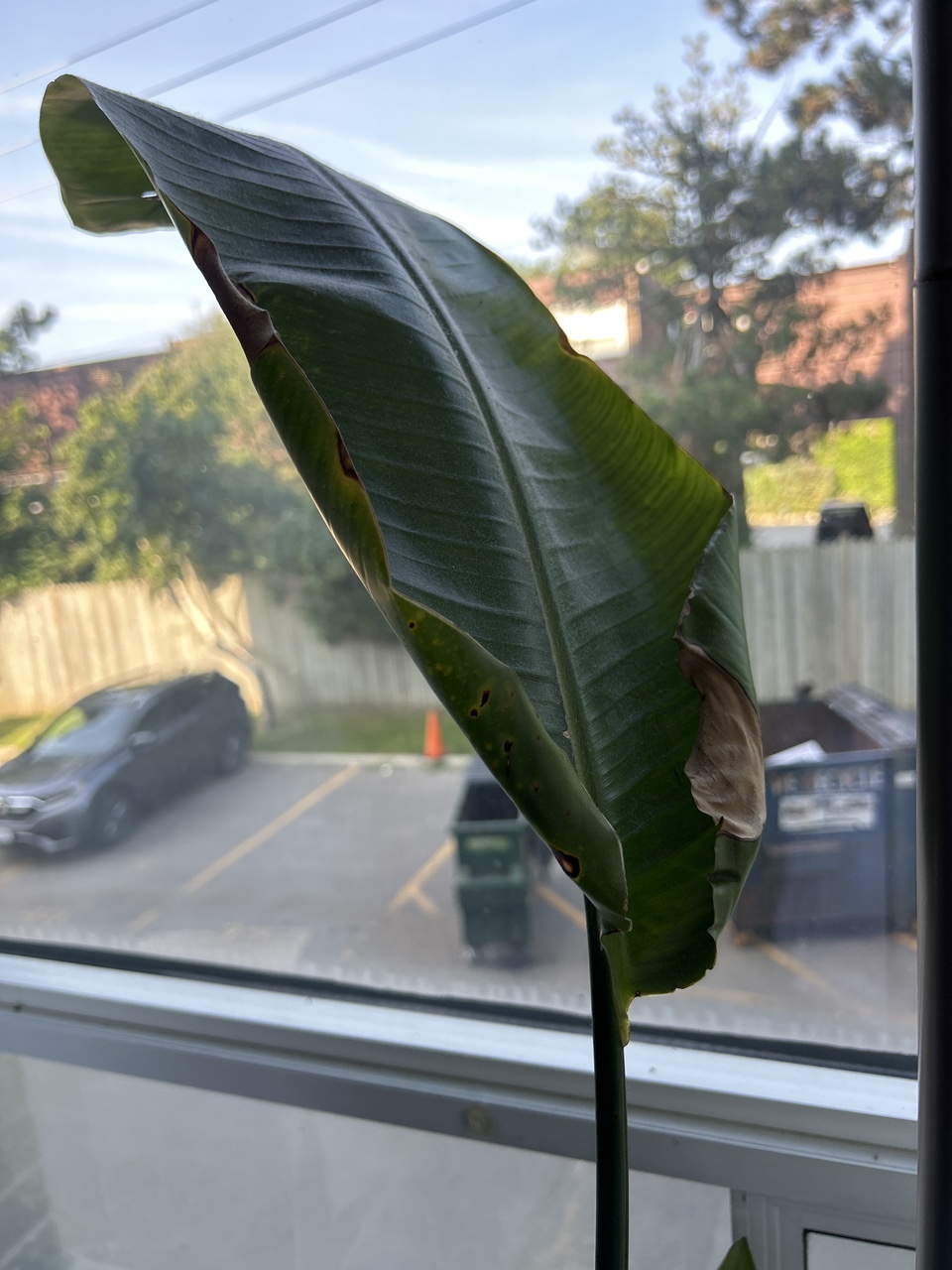Bird of Paradise Plant thumbnail