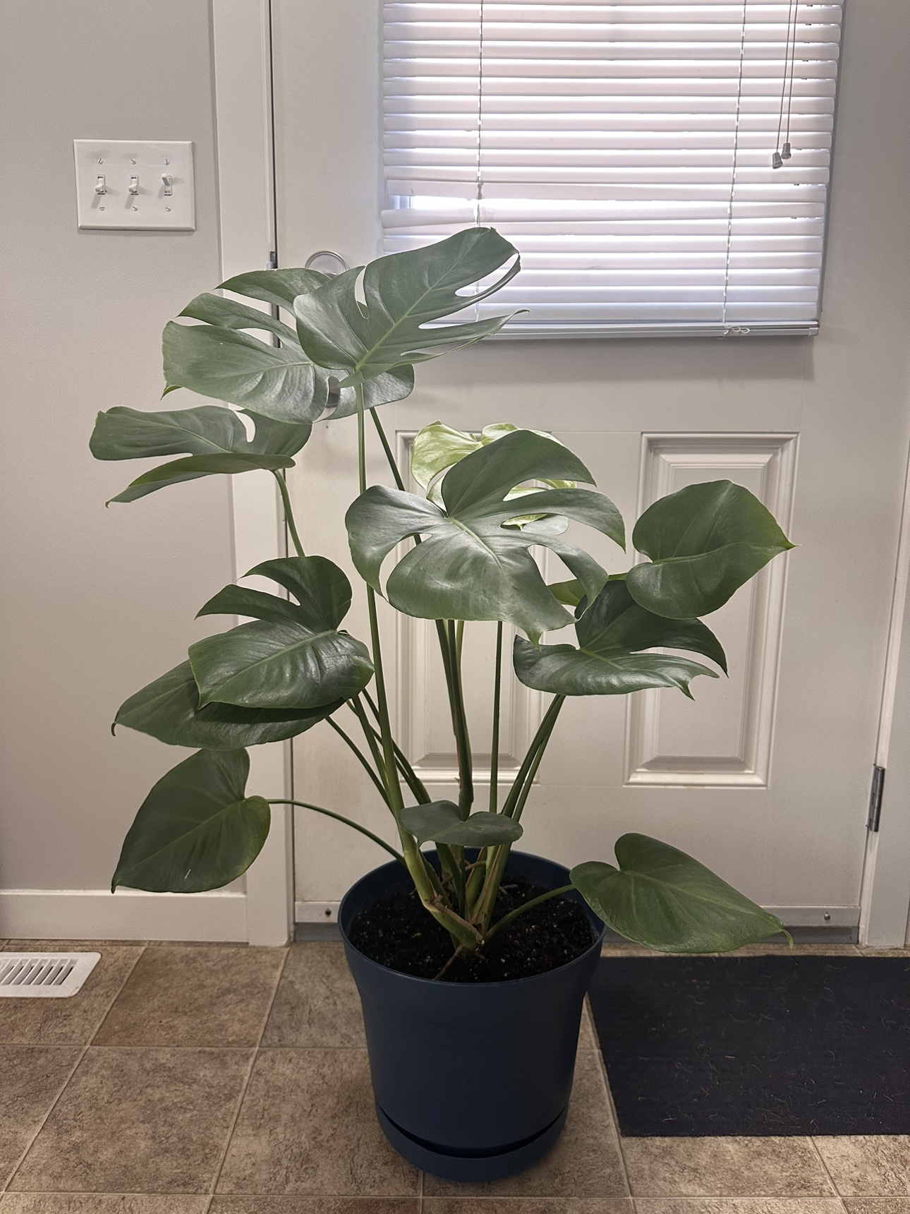 Big plant Monstera Deliciosa