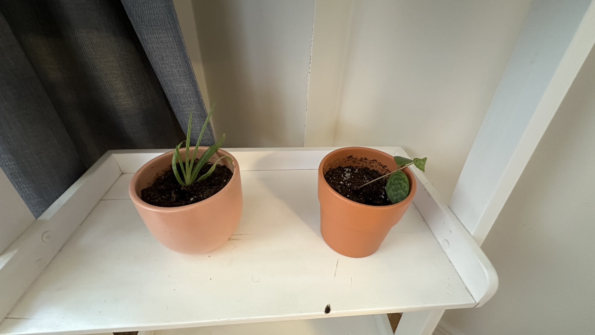 Plants and Pots with White Ladder Shelf - photo 4