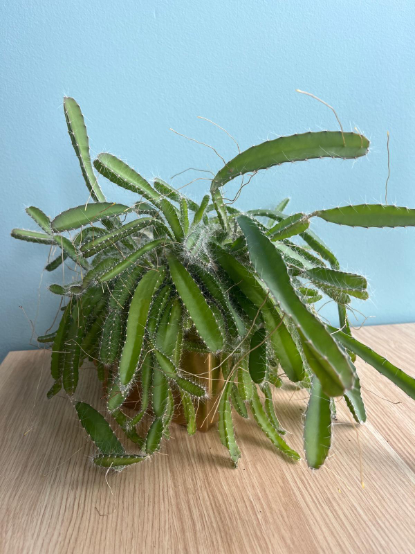 comment article thumbnail