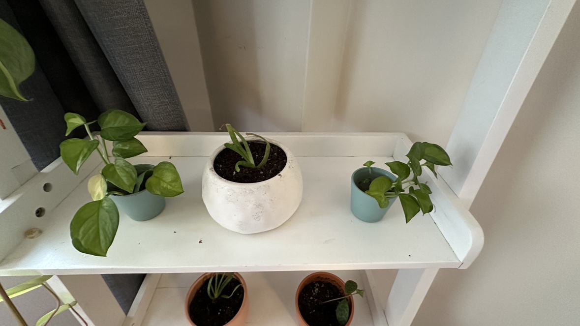 Plants and Pots with White Ladder Shelf - photo 3